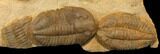 Asaphid Trilobite Mortality Plate - Morocco #134298-2
